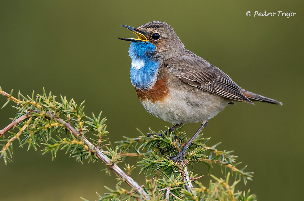 Pechiazul (Luscinia svecica)